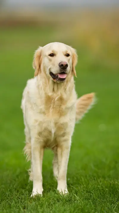 狗摇尾巴是因为高兴吗 - Screenshot 1