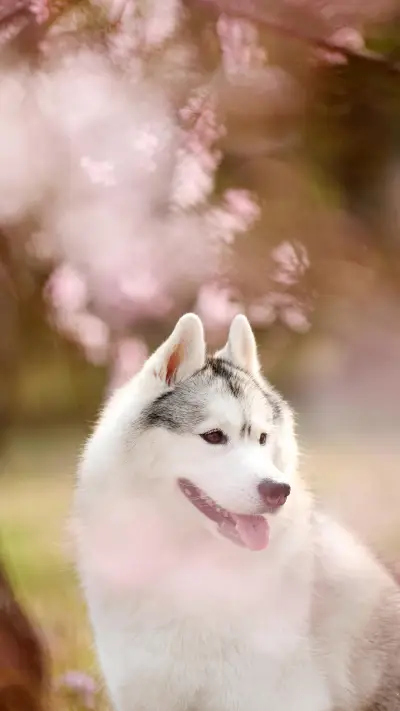 宠物健康小知识