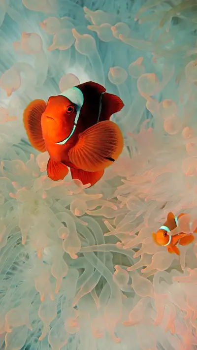 小丑鱼的形态特征