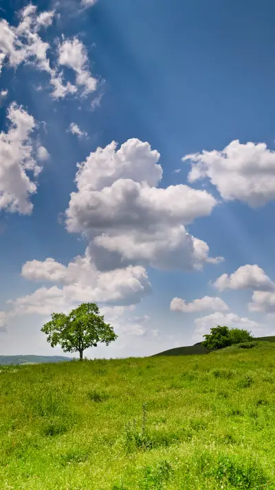 绿草茵茵-拍信图库 - Screenshot 1