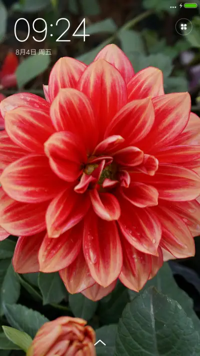 黎惹惹丨一朵小发发