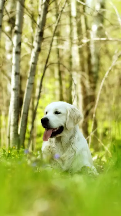 带你领略金毛的好