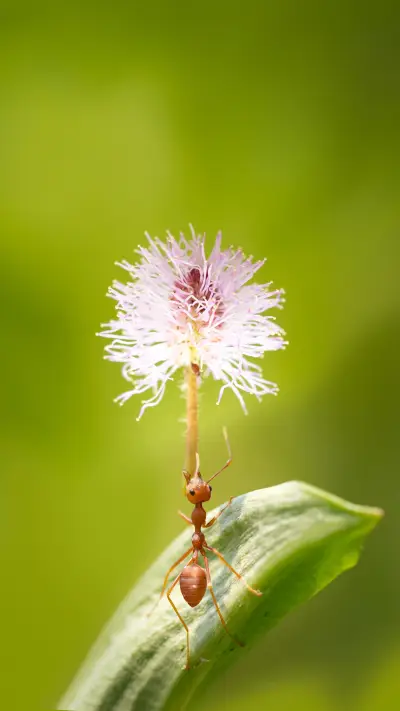 和谐自然-锐景创意