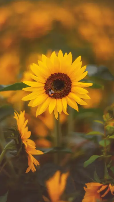 美丽的花朵-拍信图库