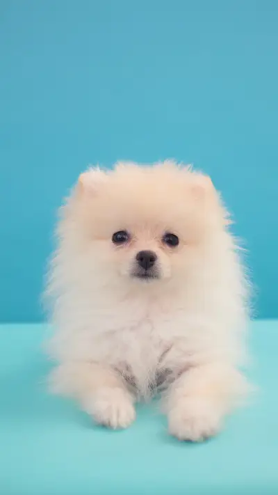 可爱萌宠博美犬