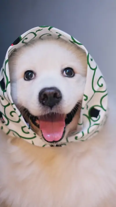 可爱萌宠萨摩耶