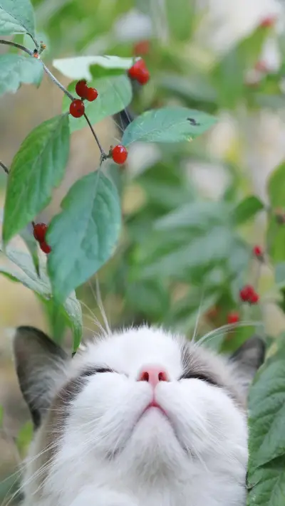 可爱猫咪 - Screenshot 1