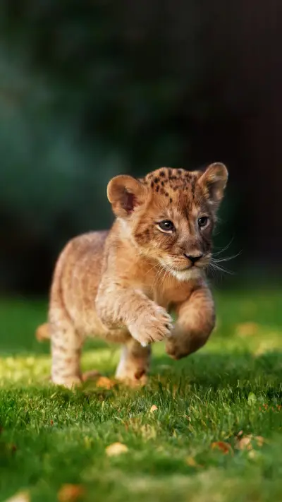 你不知道的那些“狮”