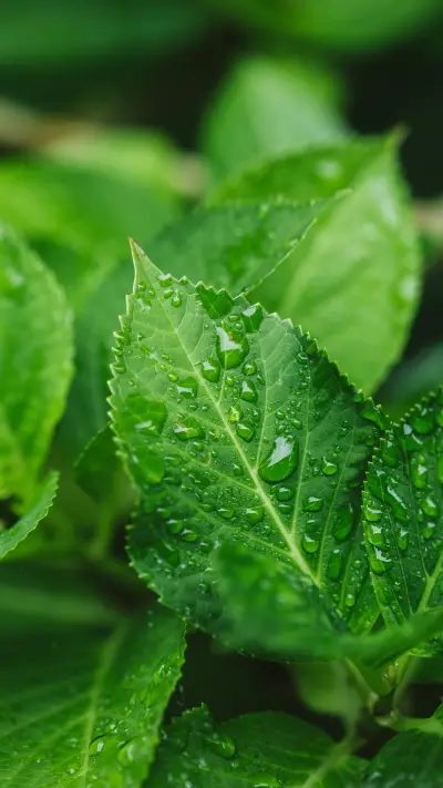 植物特写-锐景创意