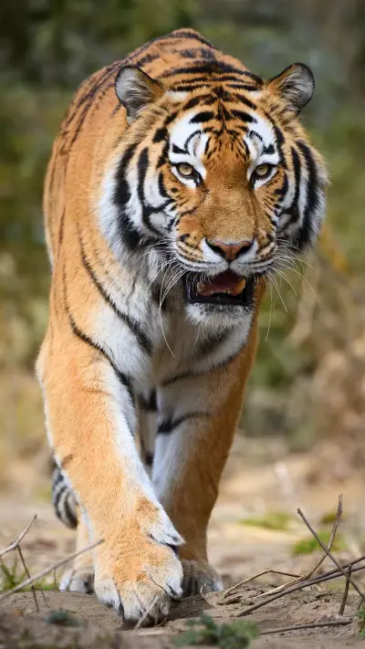 丛林之王 - Screenshot 1