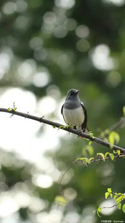 枝头的喜鹊-锐景创意