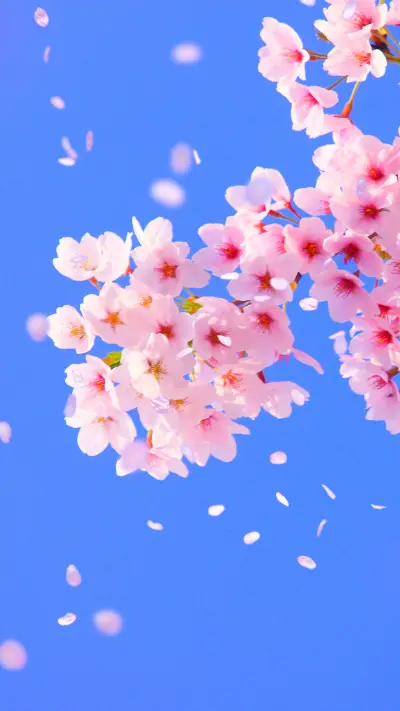 相约日本樱花季