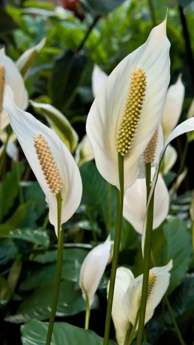 马蹄莲-锐景创意