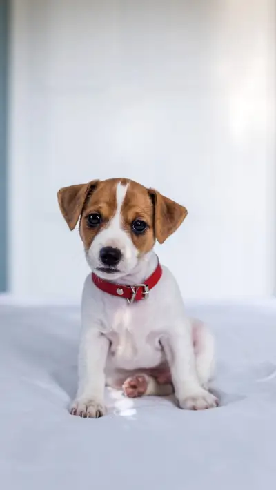 汪星人的快乐秘诀 - Screenshot 1