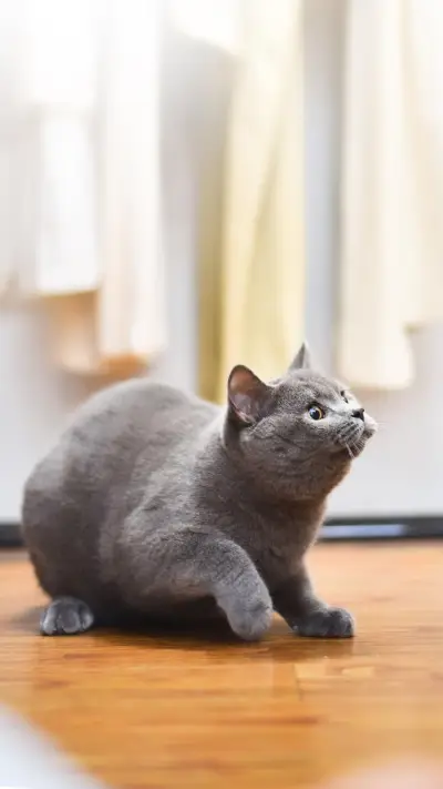 猫咪为什么会攻击你