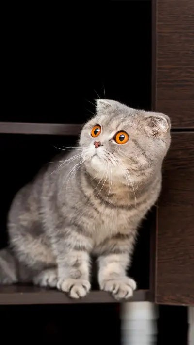 你能发现猫咪生气吗？ - Screenshot 1