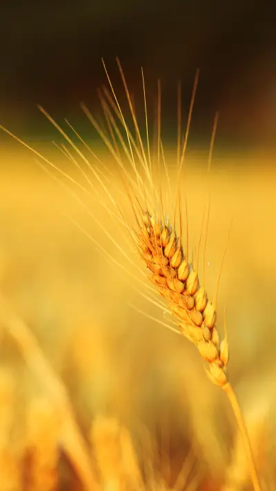 二十四节气之芒种