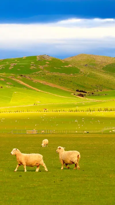 羊在草地上-拍信图库