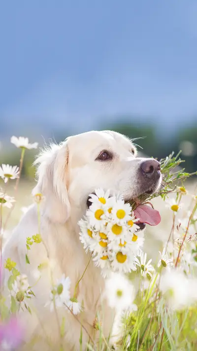 治愈汪星人-拍信图库