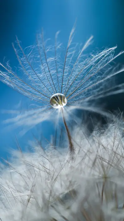 “白露”的名字从何而来？