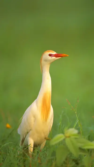 绿色护眼-拍信图库 - Screenshot 1