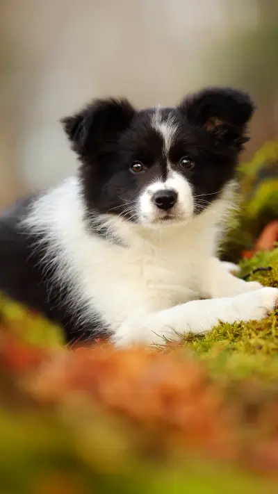 边牧到底有多聪明？