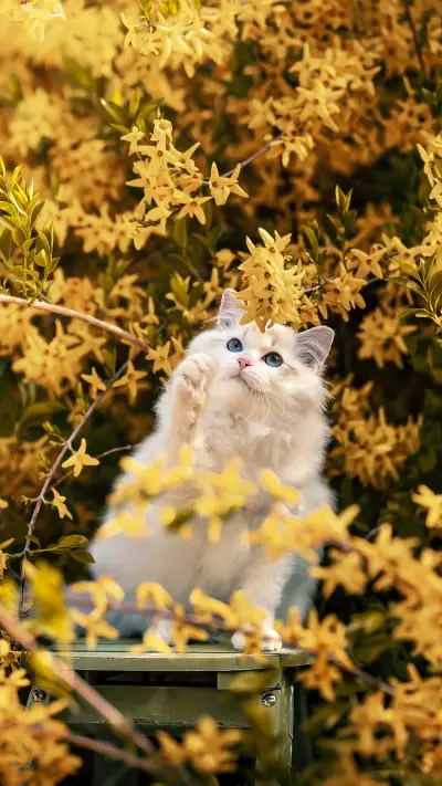 如何取得猫咪的信任