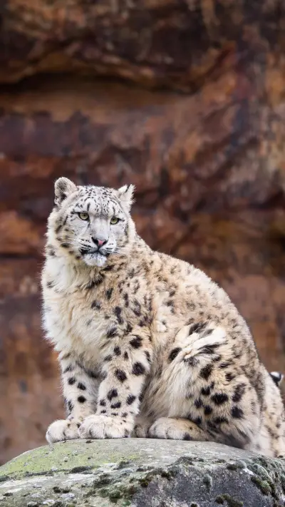 有关猫科动物的咆哮声