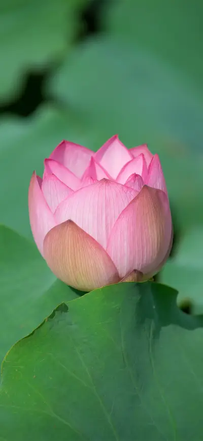 简约护眼荷花绿植壁纸-锐景创意 - Screenshot 1