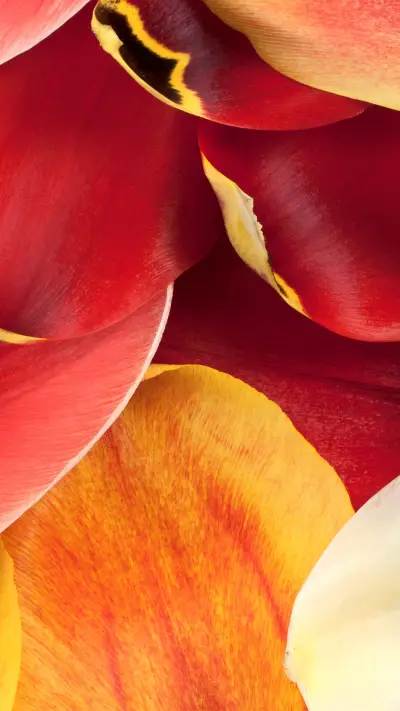 美丽花朵-拍信图库