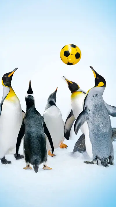 动物明星Pick一下 - Screenshot 1