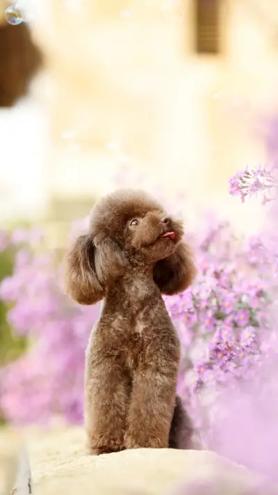 泰迪为什么越养越褪色