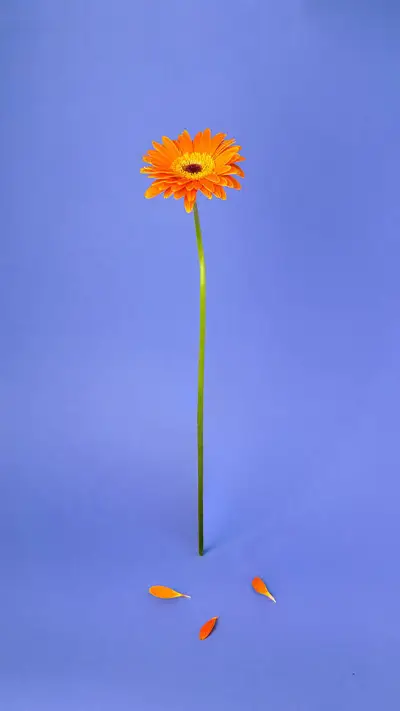 简约之花-拍信图库