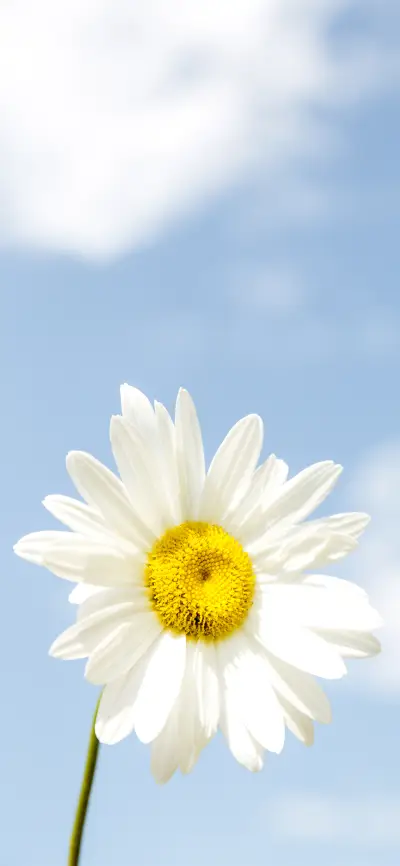 简约小雏菊花朵壁纸-锐景创意