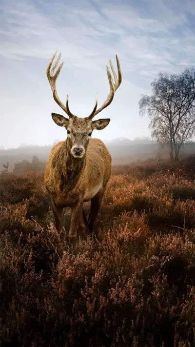 林中鹿-锐景创意 - Screenshot 1