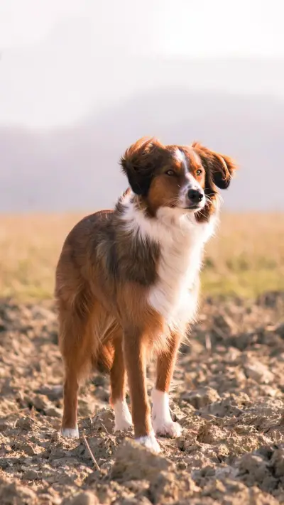 狗狗的毛发护理秘籍 - Screenshot 1