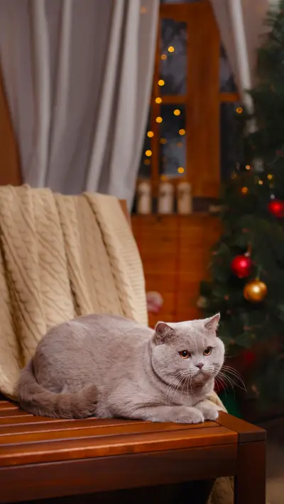 猫咪会对人有感情吗 - Screenshot 1