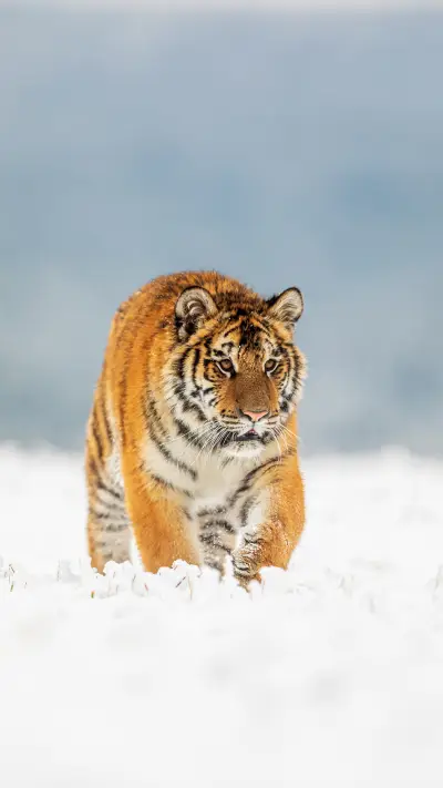 地球上的动物-锐景创意