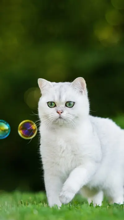 猫的应激反应有多可怕