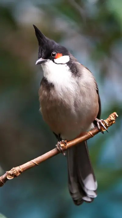 美丽的小鸟-拍信图库