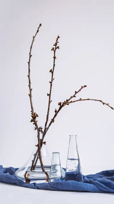 美丽的花朵-拍信图库 - Screenshot 1