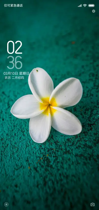 无叶花