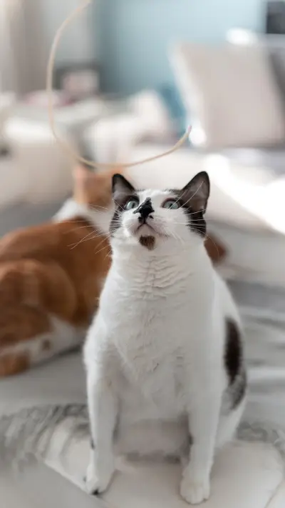 猫咪变脸有多快？