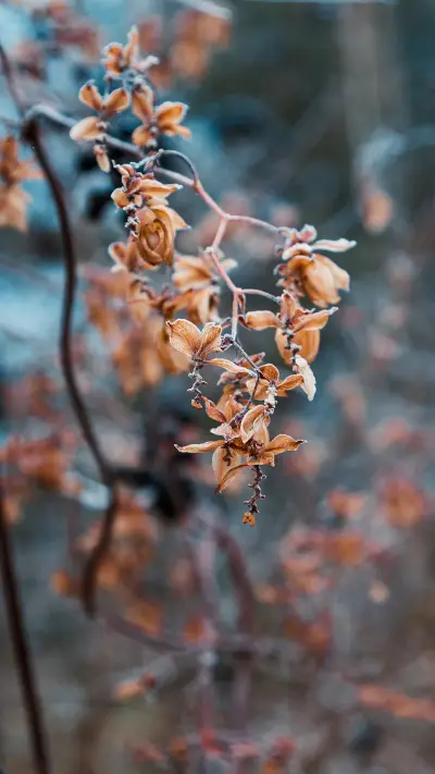 冬季植物-拍信图库