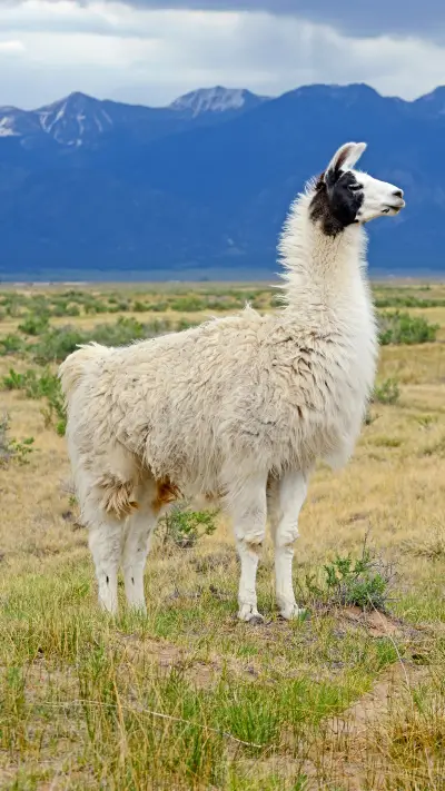 可爱羊驼-拍信图库 - Screenshot 1