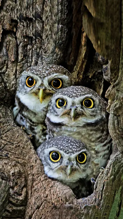 动物们的“非常听力”