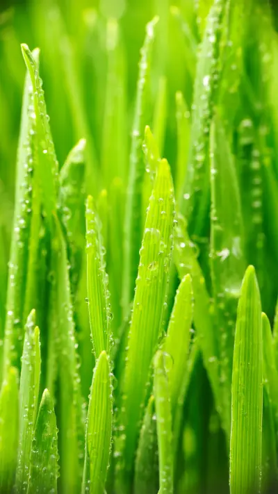 花花草草-拍信图库