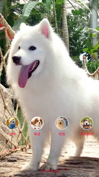 可爱萨摩耶 - Screenshot 4