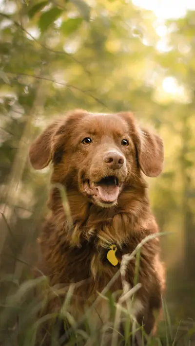 狗狗的视力有多好