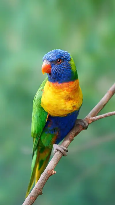 鸟类之间能互相交流吗